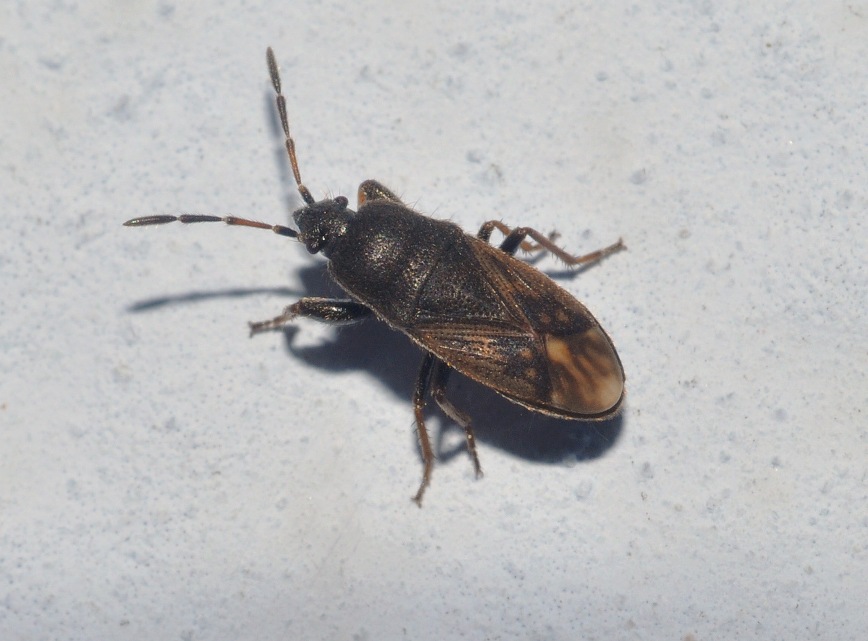 Lygaeidae: Megalonotus sabulicola della Lombardia (MI)