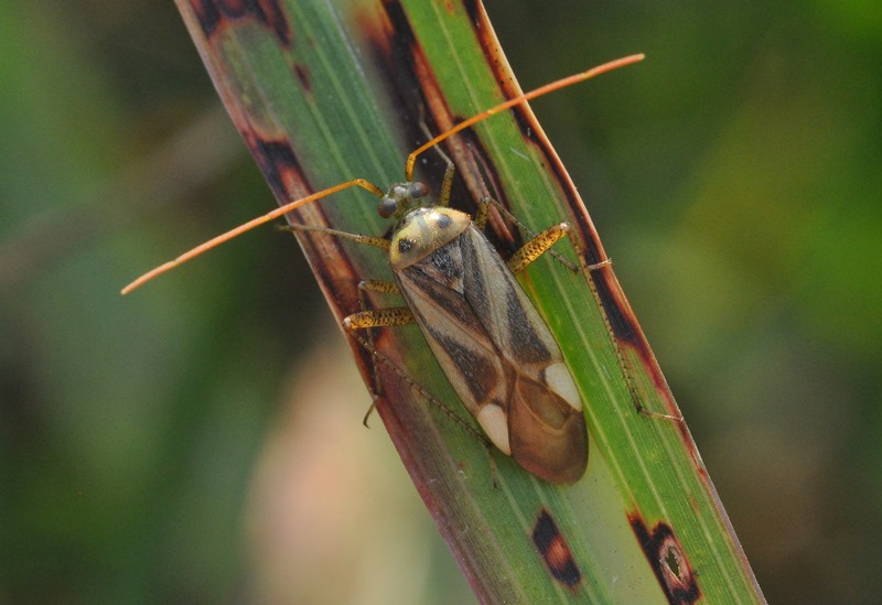 Miridae:  Adelphocoris lineolatus della Lombardia