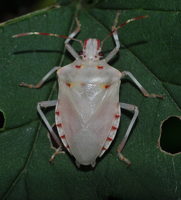 Halyomorpha halys...bianca: fresca di muta!