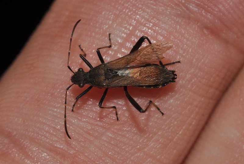 Alydidae: Alydus calcaratus