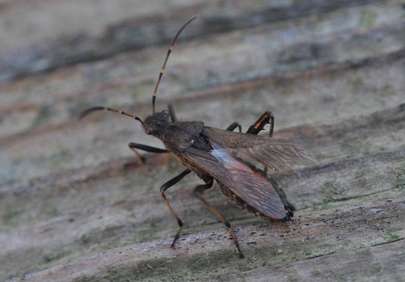 Alydidae: Alydus calcaratus