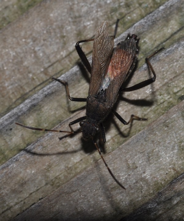 Alydidae: Alydus calcaratus