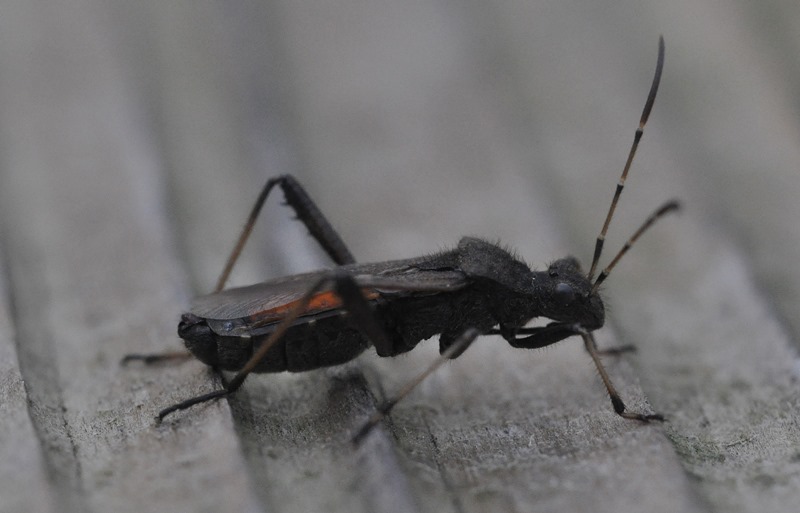 Alydidae: Alydus calcaratus