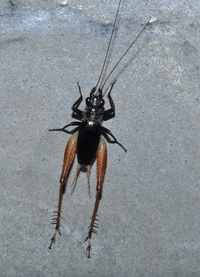 Gryllidae: Trigonidium cicindeloides