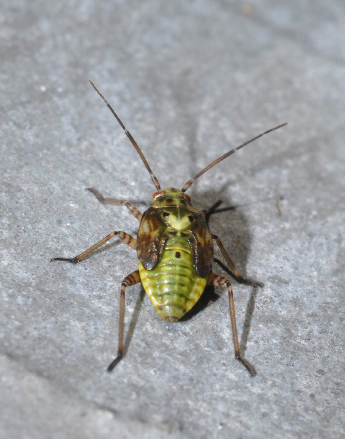 Miridae: ninfa di Lygus sp. della Campania (NA)
