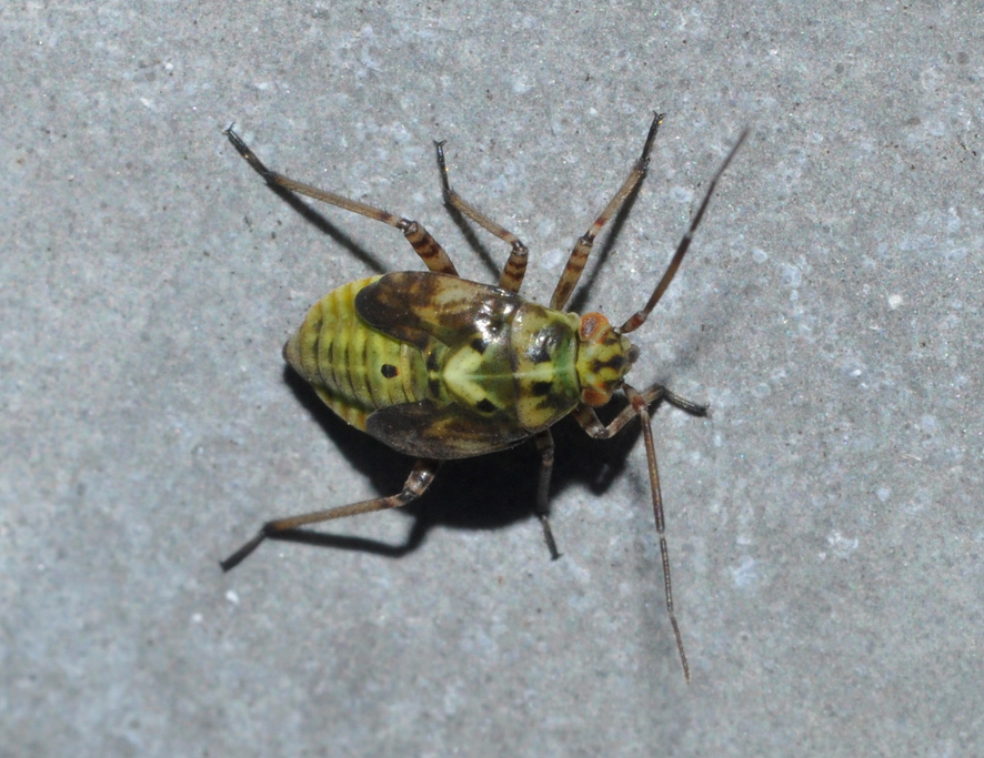 Miridae: ninfa di Lygus sp. della Campania (NA)