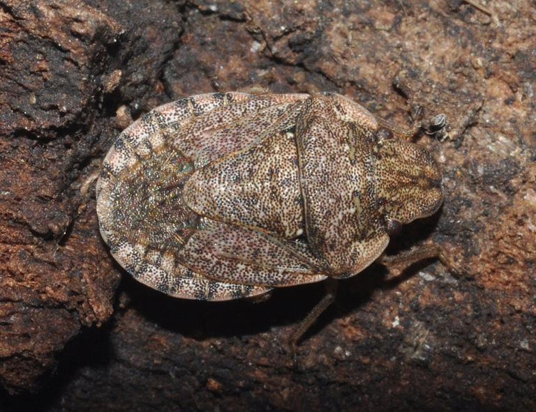 Pentatomidae: Sciocoris...sideritidis