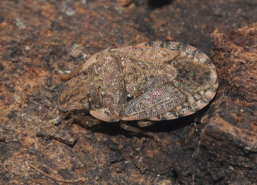 Pentatomidae: Sciocoris...sideritidis