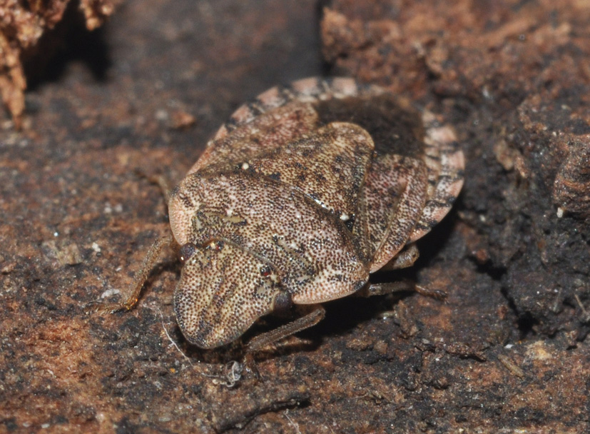 Pentatomidae: Sciocoris...sideritidis