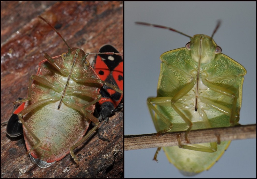 Pentatomidae: Acrosternum millierei