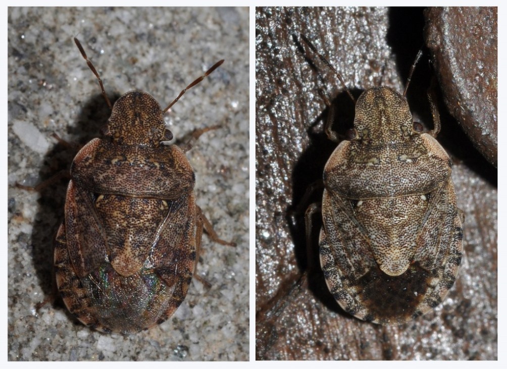 confronto fra Sciocoris maculatus e Sciocoris sideritidis