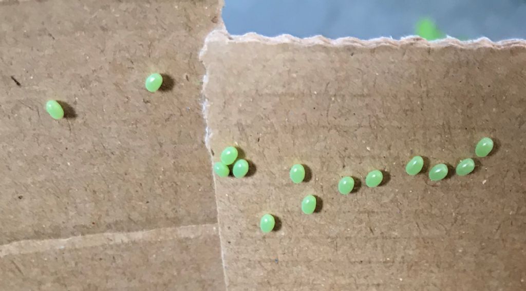 Sphingidae?   S�, Smerinthus ocellata