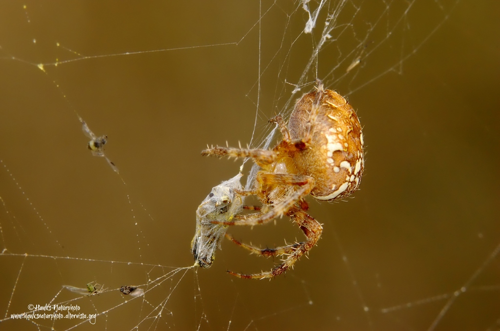 Araneus-diadematus