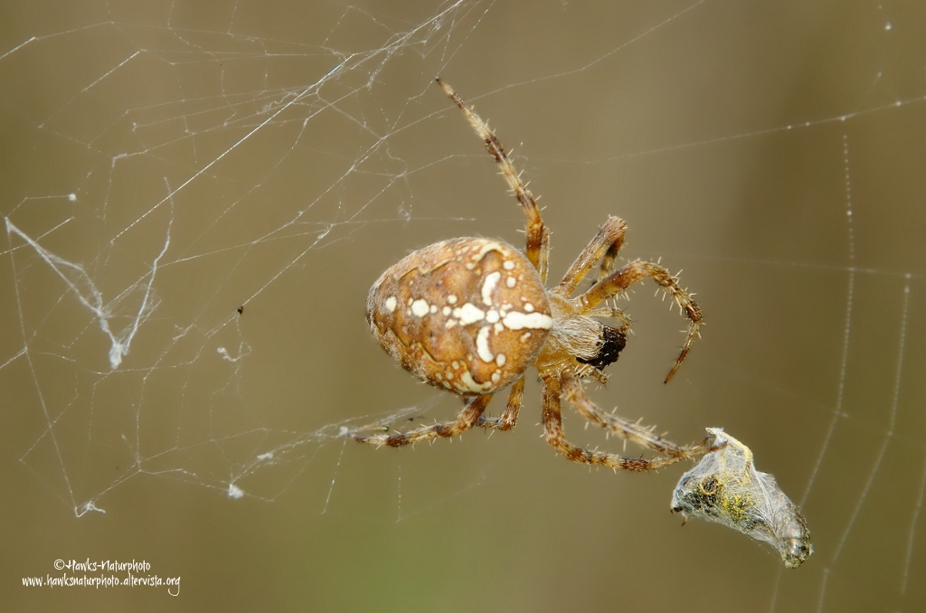 Araneus-diadematus