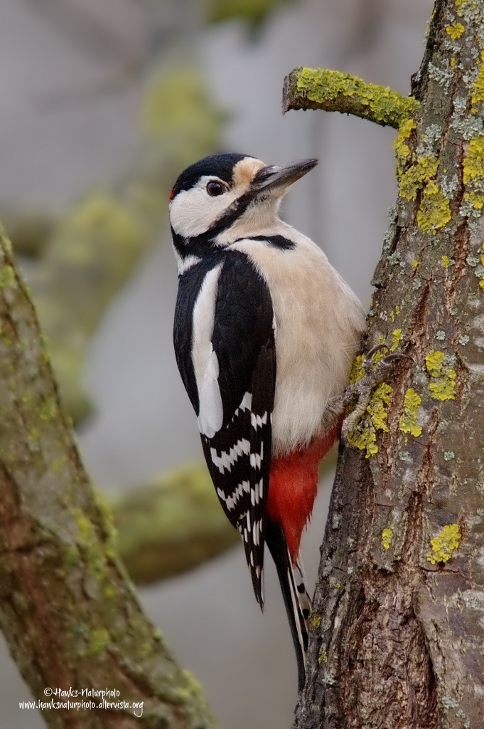 Picchio rosso maggiore