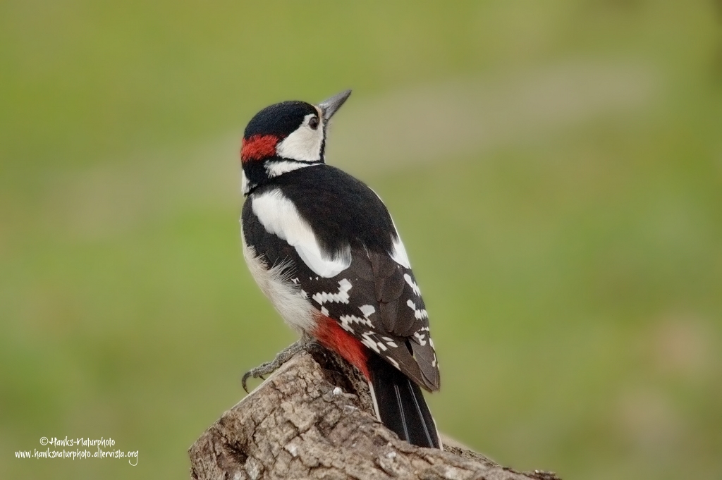Picchio rosso maggiore