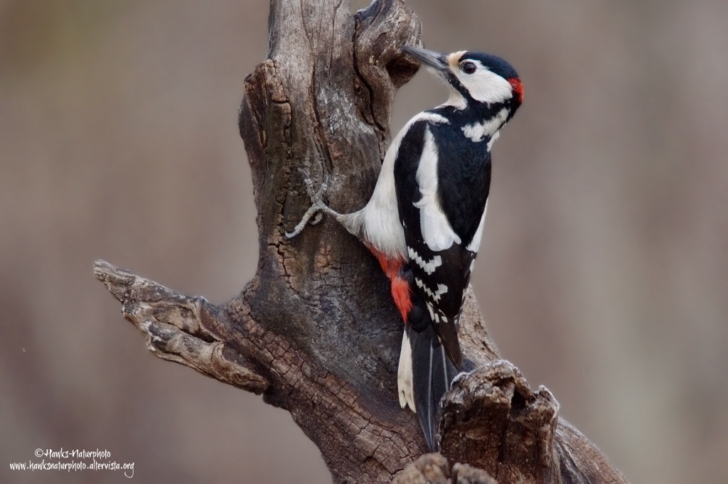 Picchio rosso maggiore