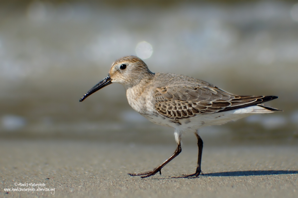 Piovanello pancianera