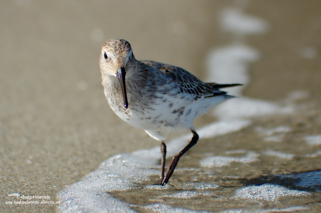 Piovanello pancianera