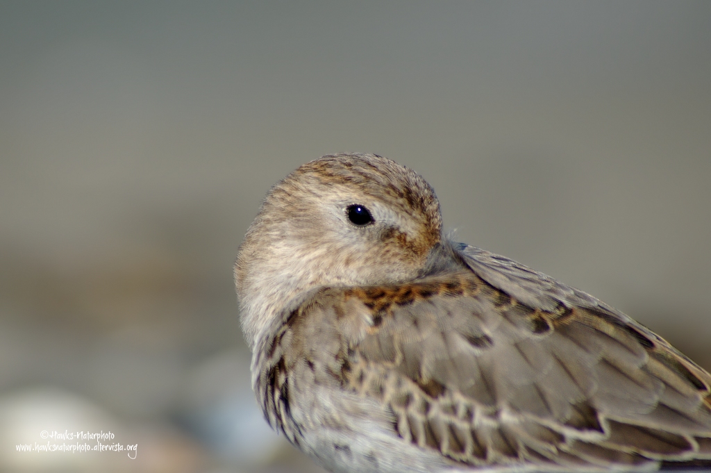 Piovanello pancianera