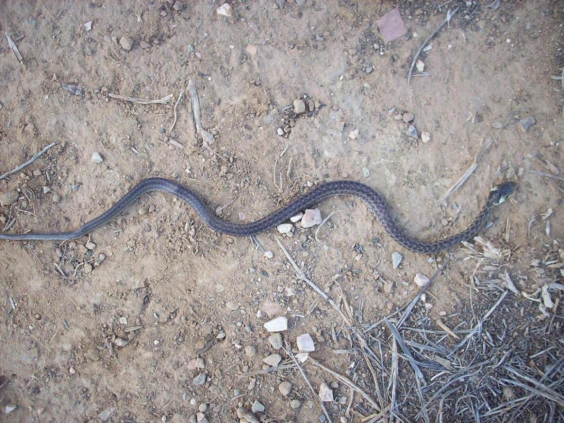 Giovane Saettone (Zamenis longissimus)