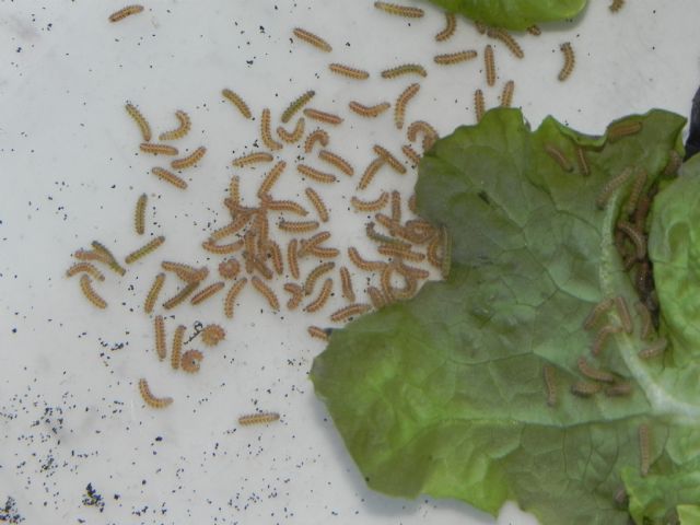 Arctia villica