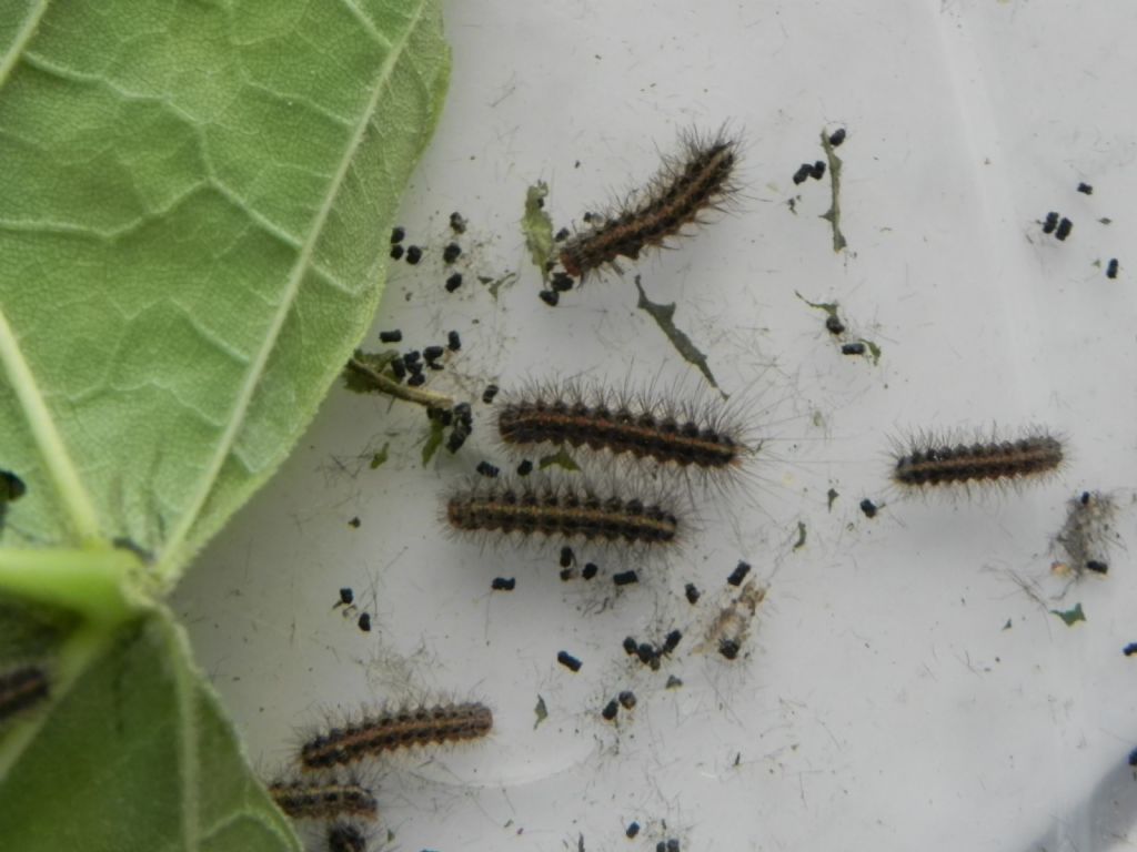 Arctia villica