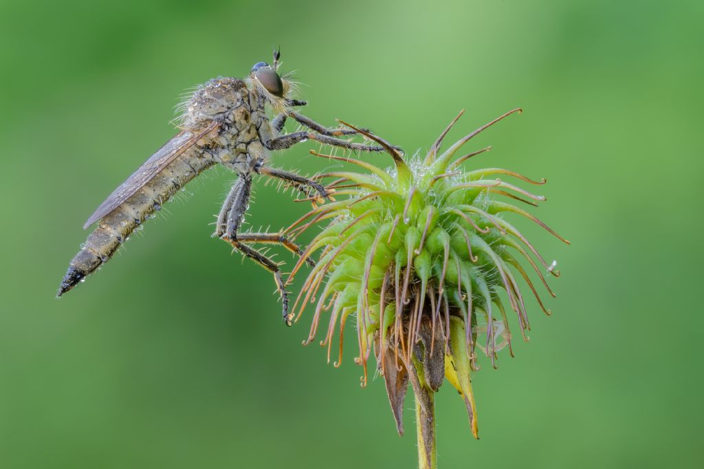crabroniformis o barbarus?