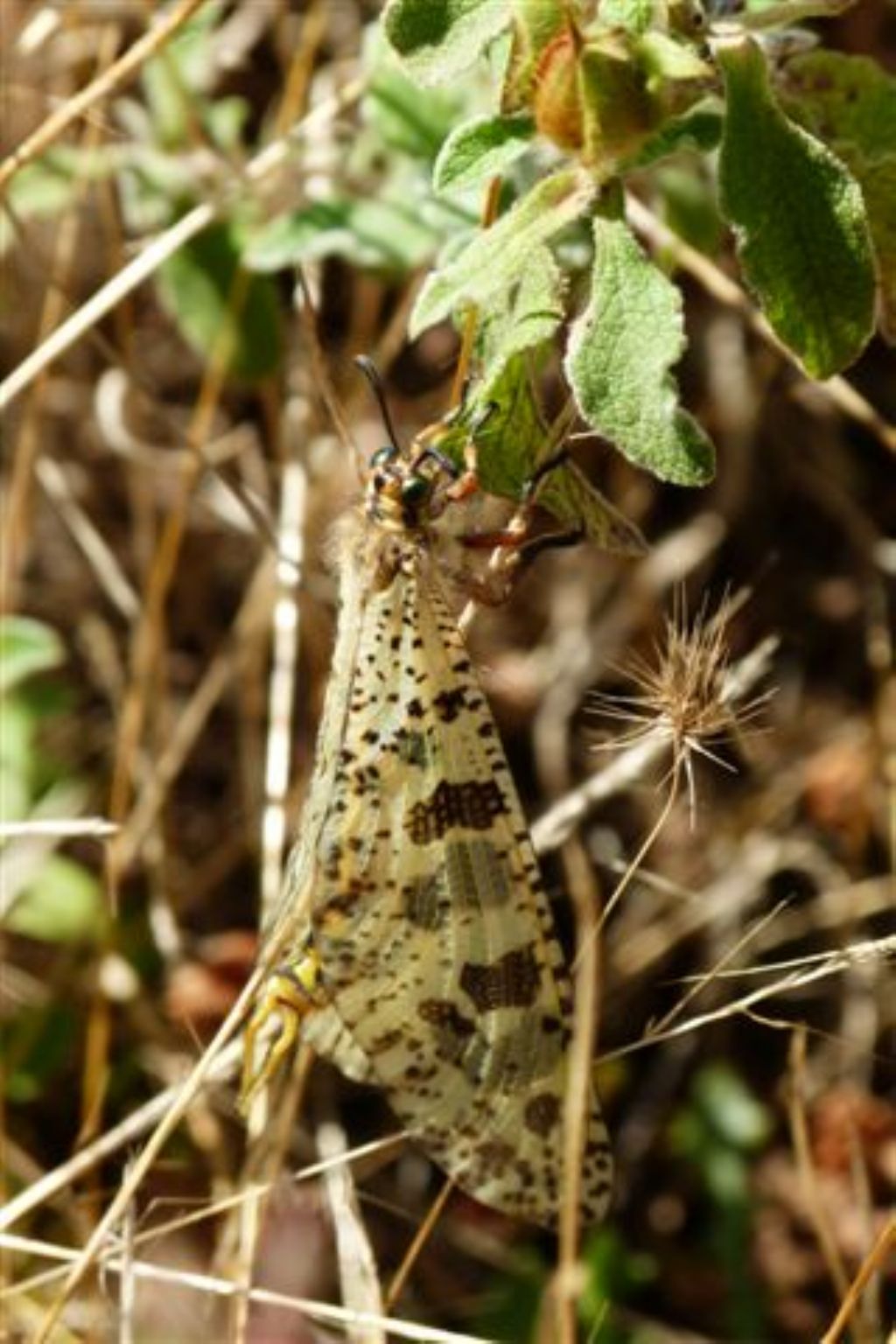 Palpares libelluloides (Myrmeleontidae)