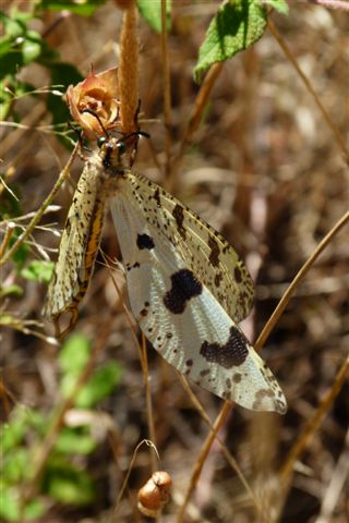 Palpares libelluloides (Myrmeleontidae)