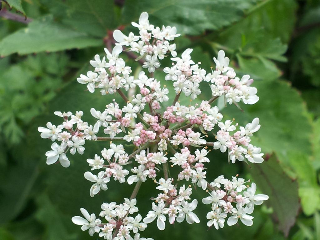 Daucus carota