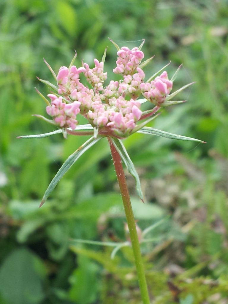 Daucus carota