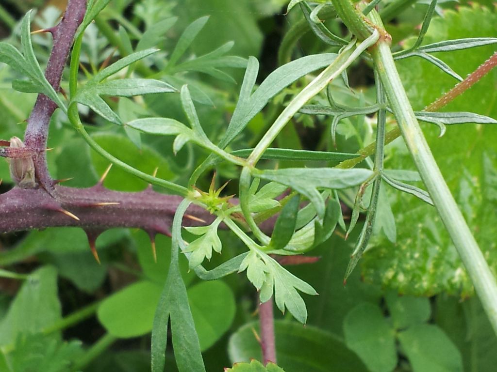 Daucus carota