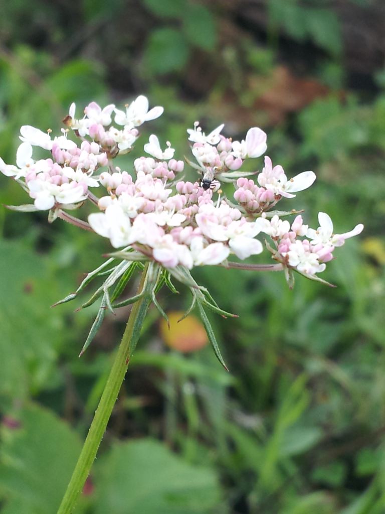 Daucus carota