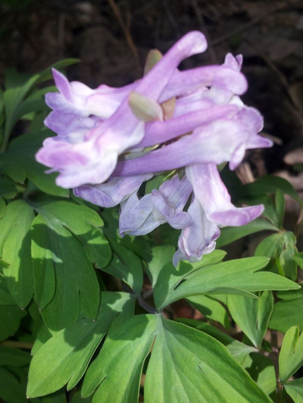 Corydalis cava
