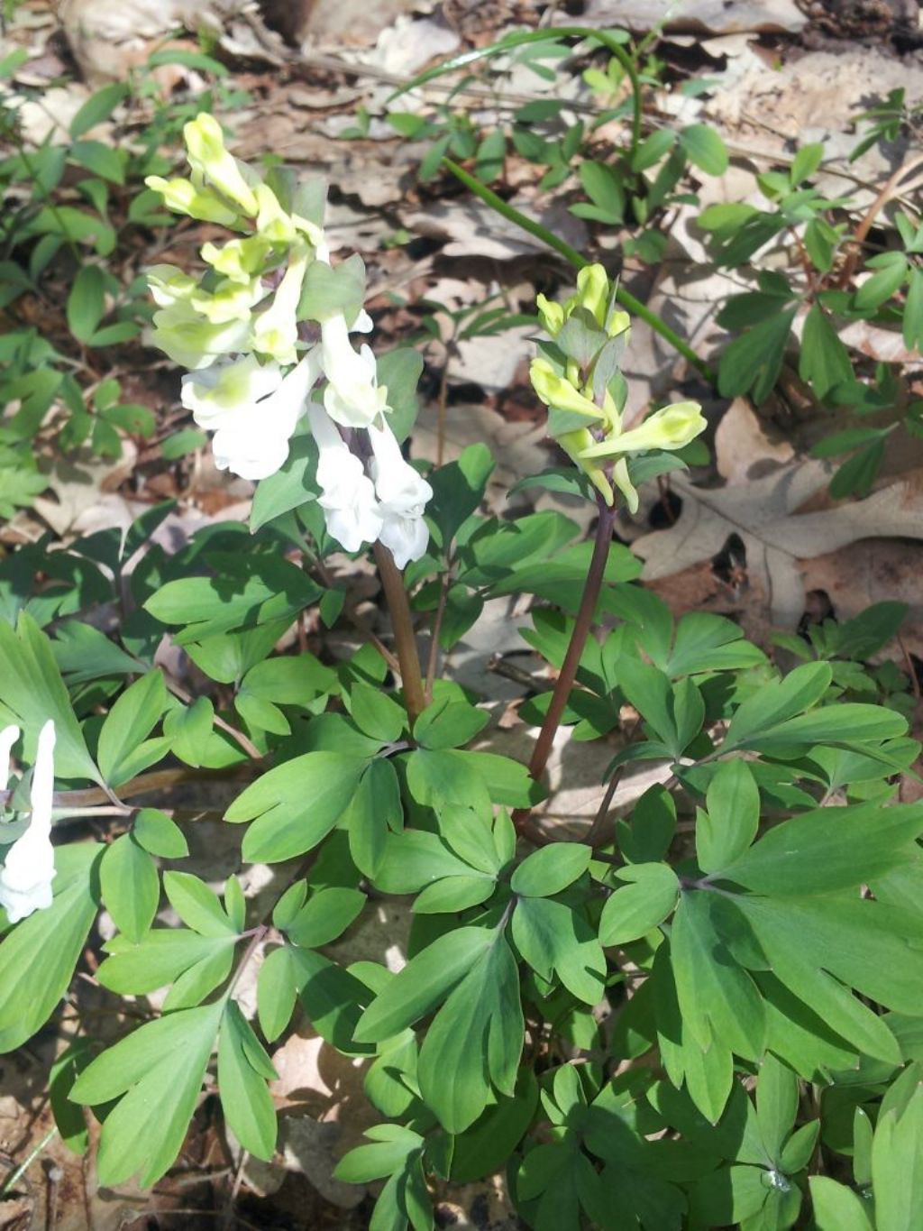 Corydalis cava
