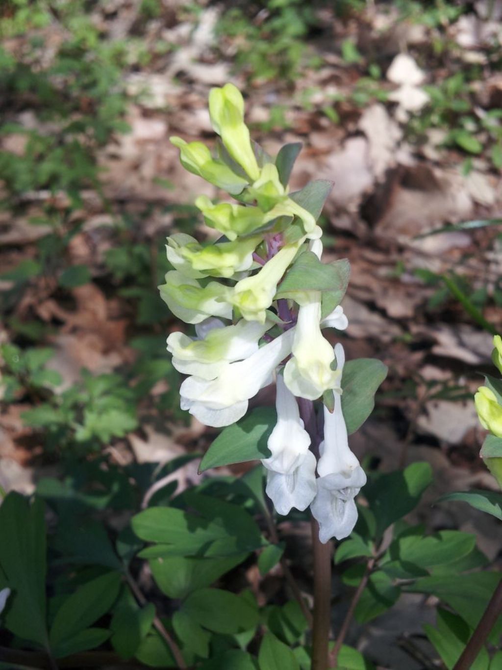 Corydalis cava