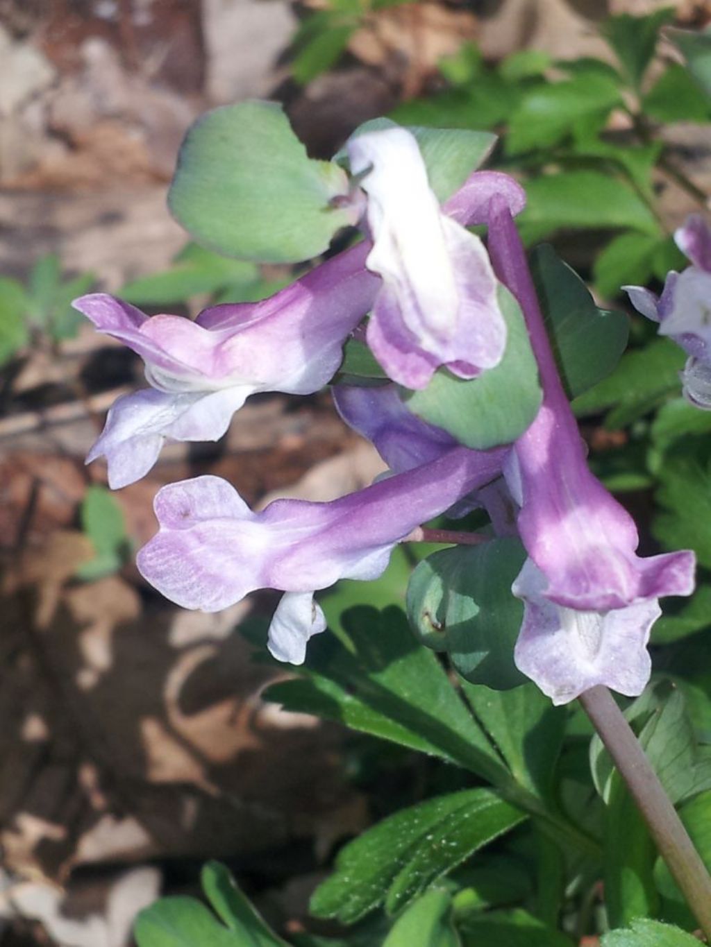 Corydalis cava