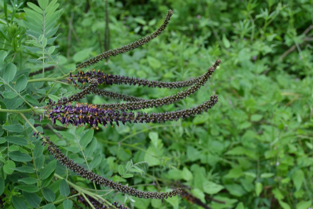 Amorpha fruticosa / Indaco bastardo
