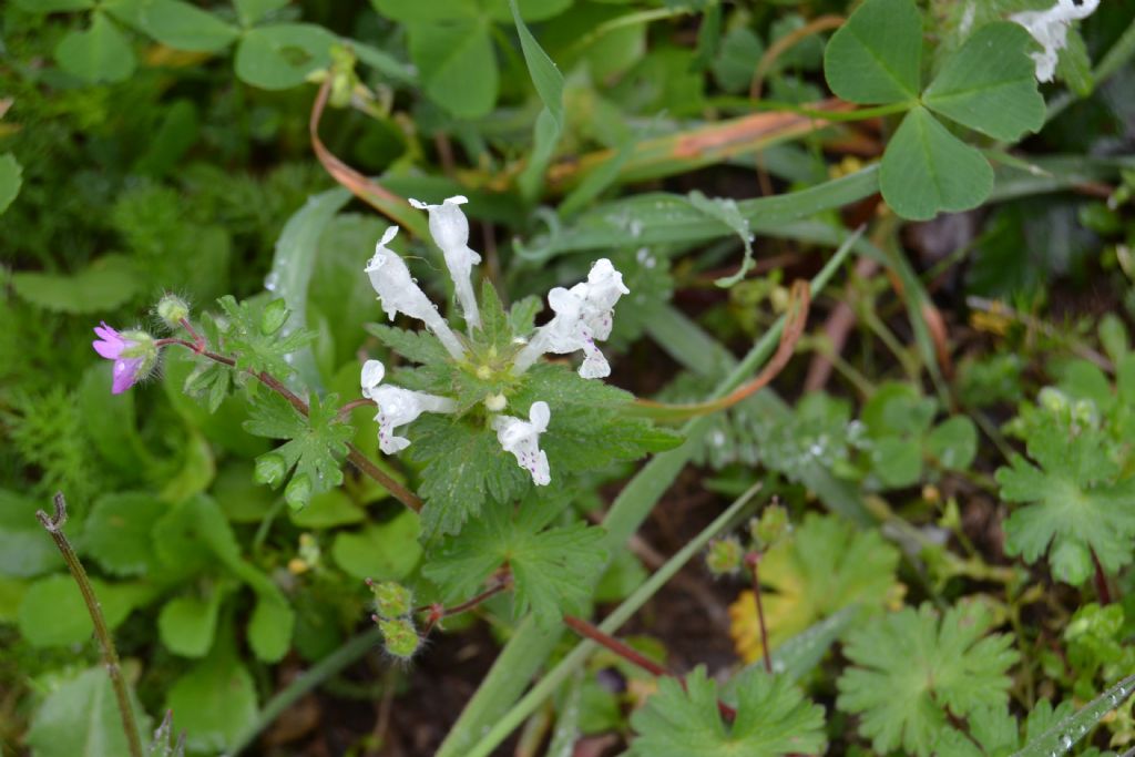 Lamium bifidum
