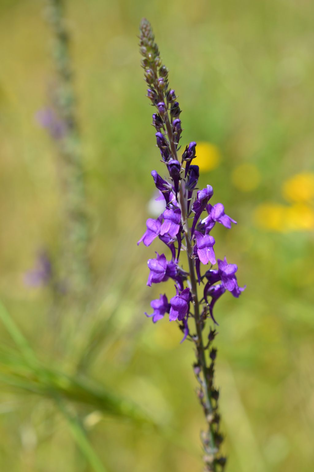 Linaria purpurea
