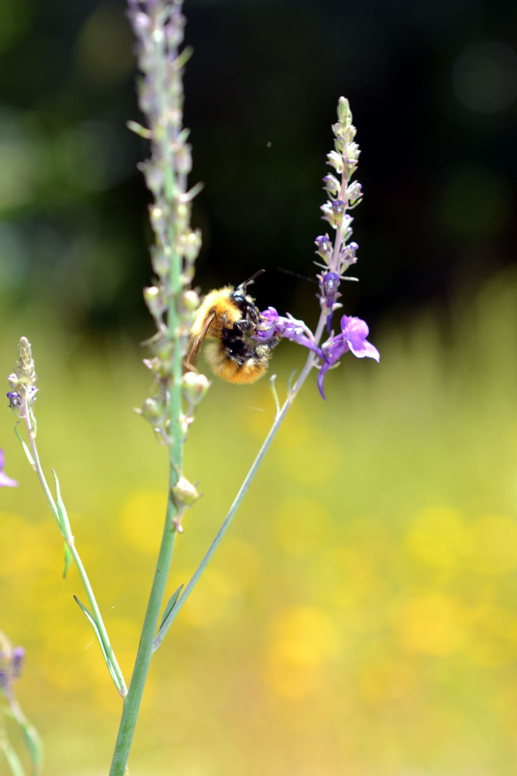 Linaria purpurea