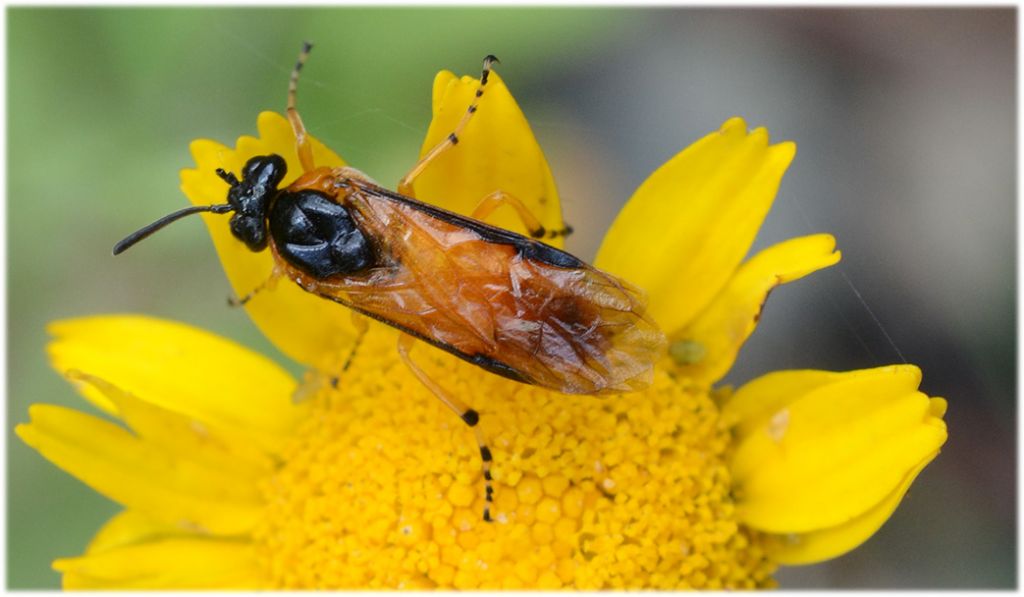 Dittero ? No, Imenottero: Arge ochropus, Argidae