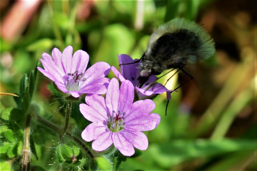 Bombo ? No, Bombyliidae da identificare