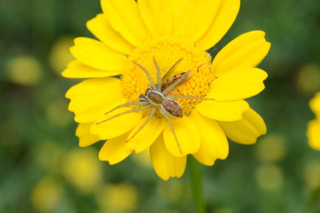 Dolomedes sp. - Oriolo Romano (VT)