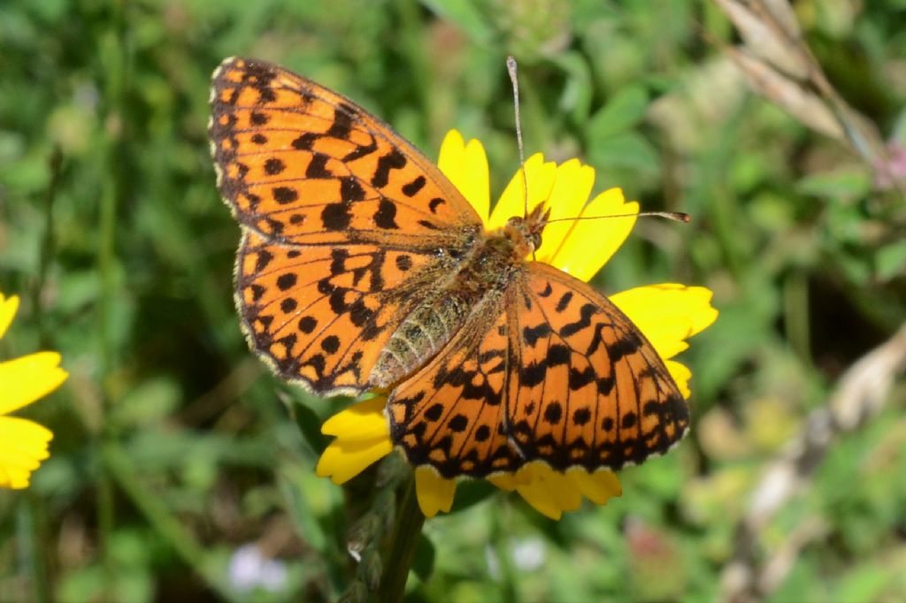 Niobe? No, Boloria (Clossiana) dia, Nymphalidae