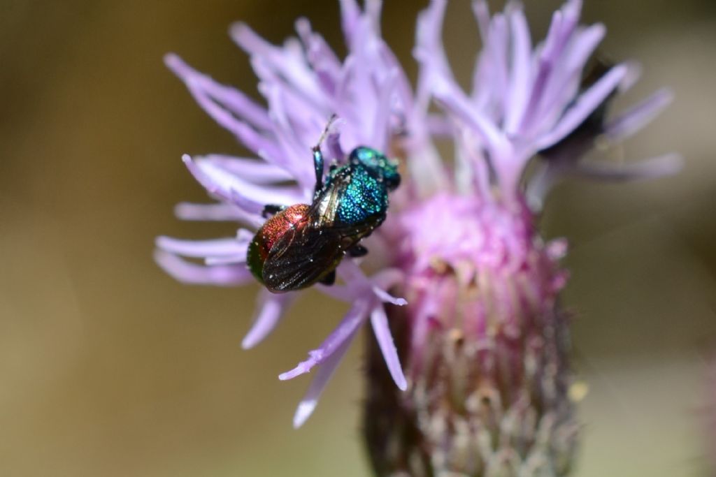 Chrysididae da id.