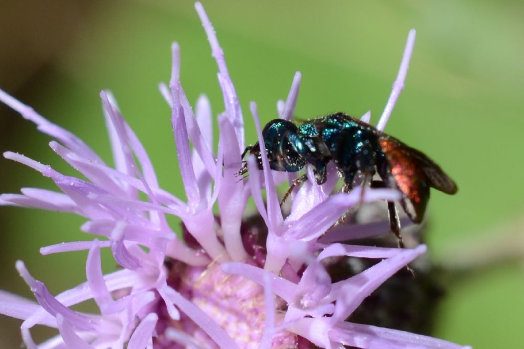 Chrysididae da id.