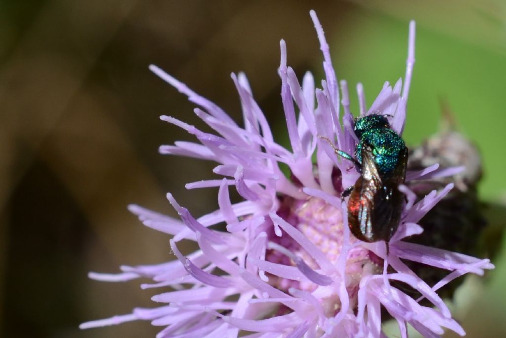 Chrysididae da id.