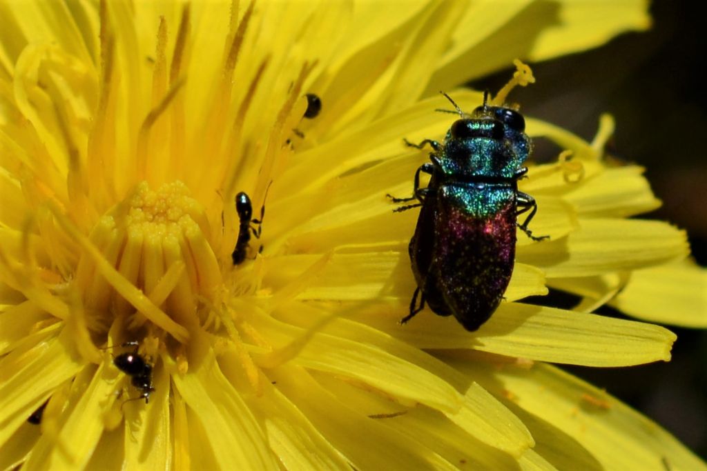 Buprestidae: Anthaxia semicuprea